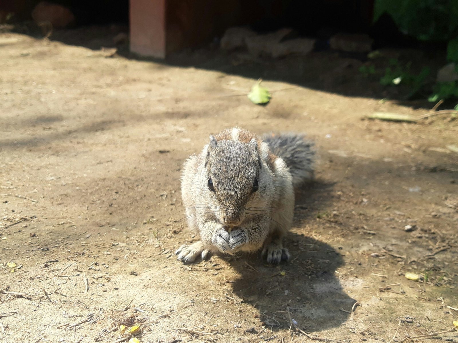 a squirrel sitting on the ground in the dirt